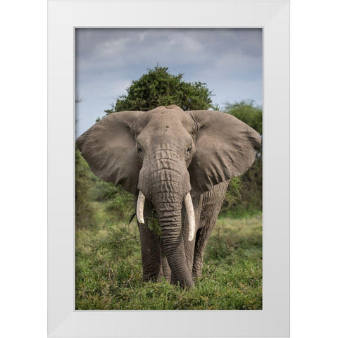 Africa-Tanzania-Ngorongoro Conservation Area-Bull Elephant while feeding  White Modern Wood Framed Art Print by Souders, Paul