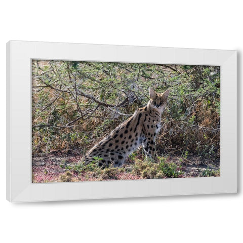 Serval-Leptailurus serval-Ndutu-Ngorongoro Conservation Area-Serengeti-Tanzania White Modern Wood Framed Art Print by Pitamitz, Sergio