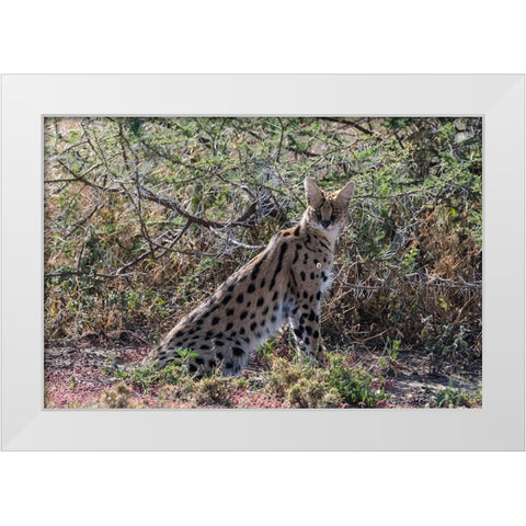 Serval-Leptailurus serval-Ndutu-Ngorongoro Conservation Area-Serengeti-Tanzania White Modern Wood Framed Art Print by Pitamitz, Sergio