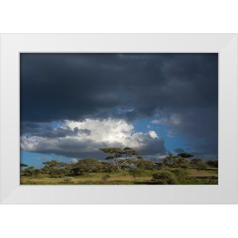 Rainstorm approaching Ndutu-Ngorongoro Conservation Area-Serengeti-Tanzania White Modern Wood Framed Art Print by Pitamitz, Sergio