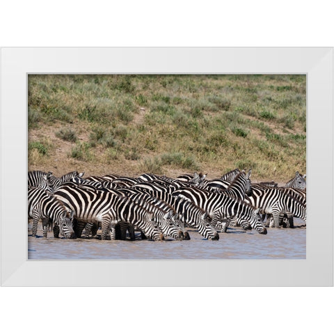 A herd of plains zebras-Hidden Valley lake-Ndutu-Ngorongoro Conservation Area-Serengeti-Tanzania White Modern Wood Framed Art Print by Pitamitz, Sergio