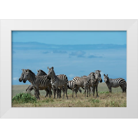 Plains zebras-Equus quagga-Ndutu-Ngorongoro Conservation Area-Serengeti-Tanzania White Modern Wood Framed Art Print by Pitamitz, Sergio