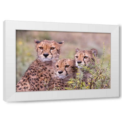 Cheetah cubs trying to hide behind bush-but too curious to stay in hiding-Serengeti-Tanzania-Africa White Modern Wood Framed Art Print by Norring, Tom