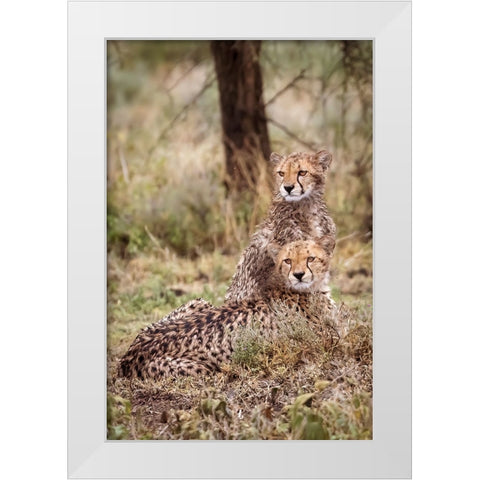 Cheetah cubs-Serengeti National Park-Tanzania-Africa White Modern Wood Framed Art Print by Norring, Tom