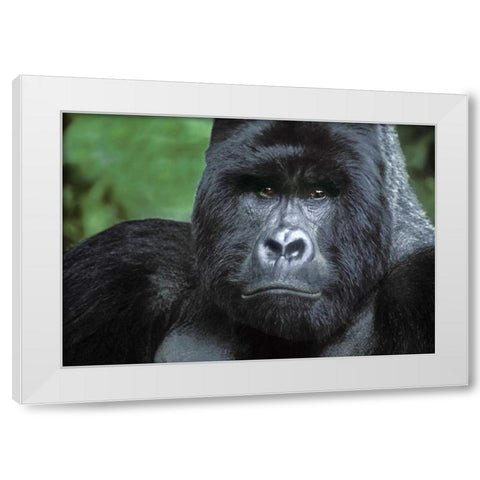 Zaire, Virungas NPSilverback mountain gorilla White Modern Wood Framed Art Print by Welling, Dave