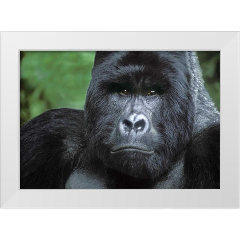 Zaire, Virungas NPSilverback mountain gorilla White Modern Wood Framed Art Print by Welling, Dave