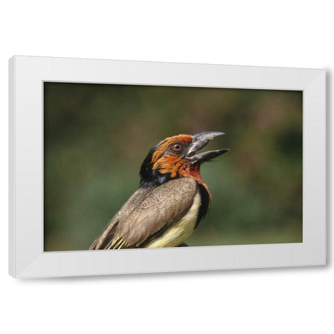 Zimbabwe Close-up of black-collared barbet White Modern Wood Framed Art Print by Williams, Joanne