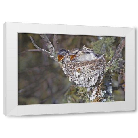 Zimbabwe Puff-backed shrike chicks in nest White Modern Wood Framed Art Print by Williams, Joanne