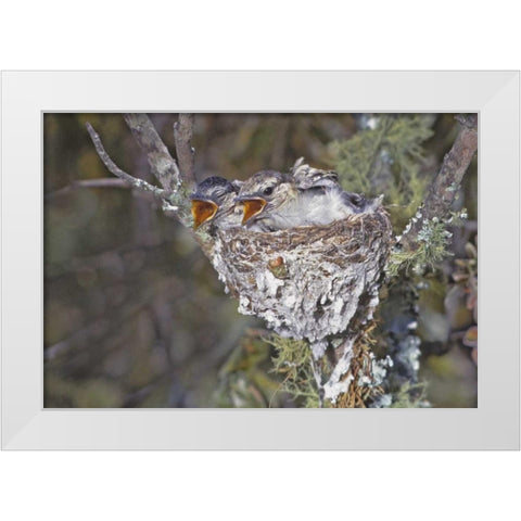 Zimbabwe Puff-backed shrike chicks in nest White Modern Wood Framed Art Print by Williams, Joanne