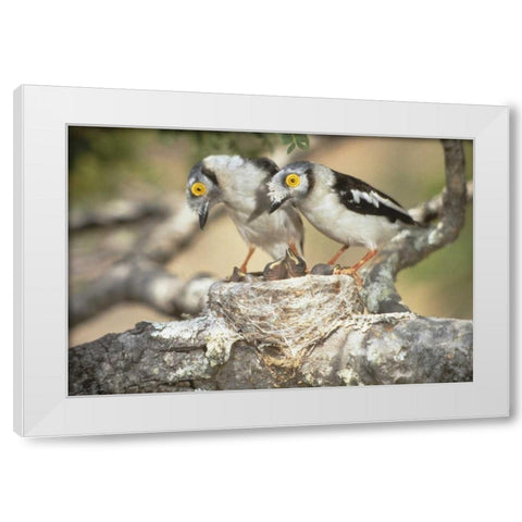 Zimbabwe Helmetshrike on nest with babies White Modern Wood Framed Art Print by Williams, Joanne