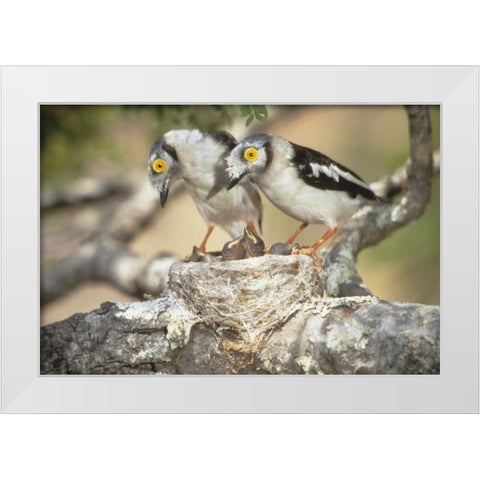 Zimbabwe Helmetshrike on nest with babies White Modern Wood Framed Art Print by Williams, Joanne