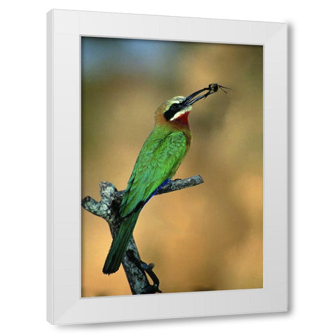 Zimbabwe White-fronted bee-eater with a bee White Modern Wood Framed Art Print by Williams, Joanne