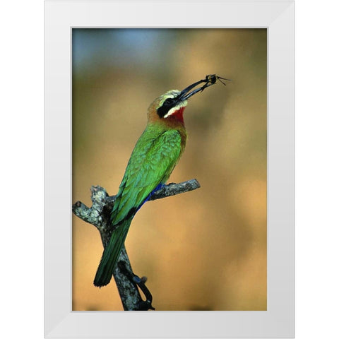 Zimbabwe White-fronted bee-eater with a bee White Modern Wood Framed Art Print by Williams, Joanne