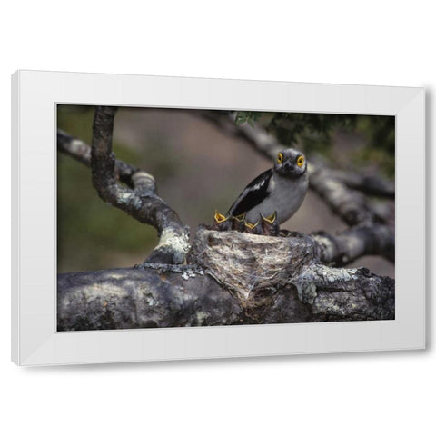 Zimbabwe White helmutshrike on nest with chicks White Modern Wood Framed Art Print by Williams, Joanne