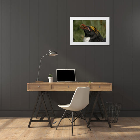 South Georgia Isl, Cooper Bay Macaroni penguin White Modern Wood Framed Art Print by Morris, Arthur