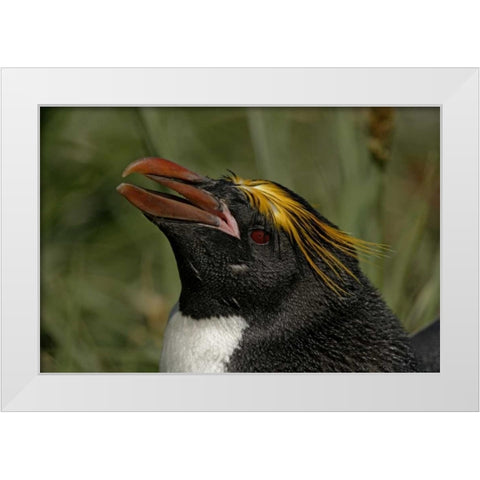 South Georgia Isl, Cooper Bay Macaroni penguin White Modern Wood Framed Art Print by Morris, Arthur