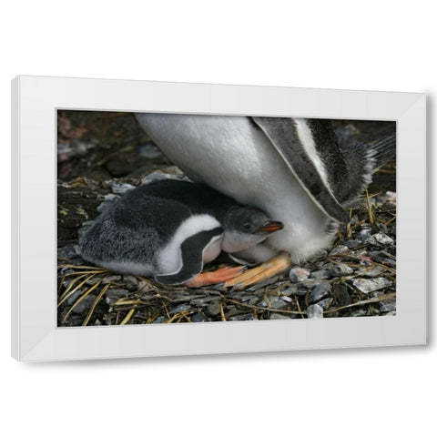 South Georgia Isl, Gold Bay Gentoo penguin chick White Modern Wood Framed Art Print by Morris, Arthur