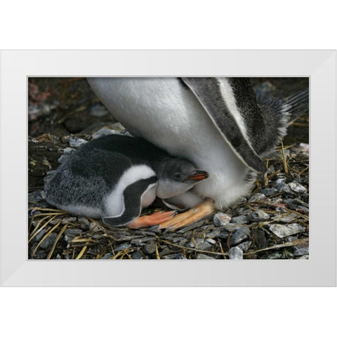South Georgia Isl, Gold Bay Gentoo penguin chick White Modern Wood Framed Art Print by Morris, Arthur