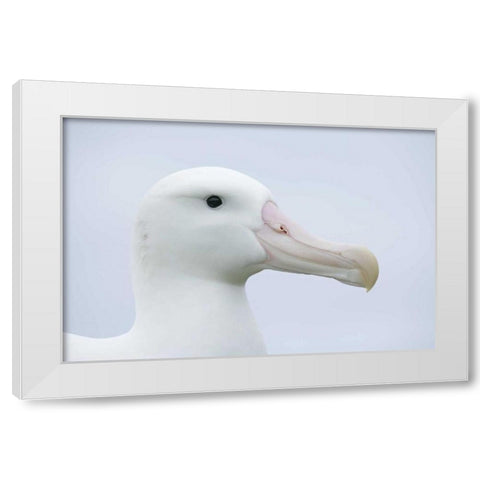 South Georgia Isl, Prion Isl Wandering albatross White Modern Wood Framed Art Print by Morris, Arthur