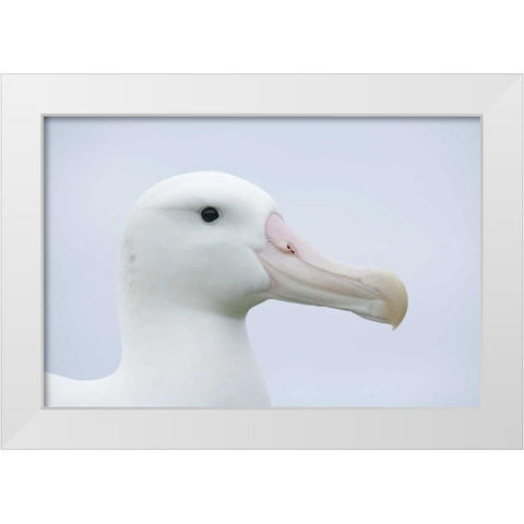 South Georgia Isl, Prion Isl Wandering albatross White Modern Wood Framed Art Print by Morris, Arthur