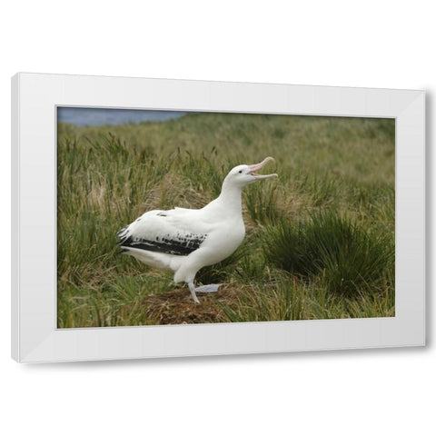 South Georgia Isl, Prion Isl Wandering albatross White Modern Wood Framed Art Print by Morris, Arthur