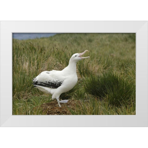 South Georgia Isl, Prion Isl Wandering albatross White Modern Wood Framed Art Print by Morris, Arthur