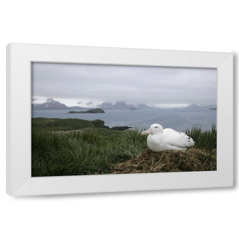South Georgia Isl, Prion Isl Wandering albatross White Modern Wood Framed Art Print by Morris, Arthur