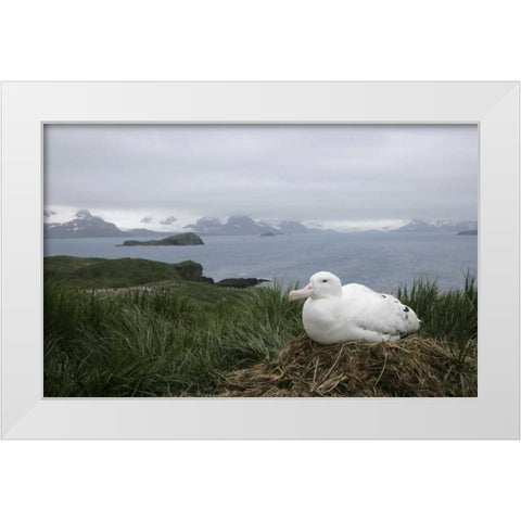South Georgia Isl, Prion Isl Wandering albatross White Modern Wood Framed Art Print by Morris, Arthur