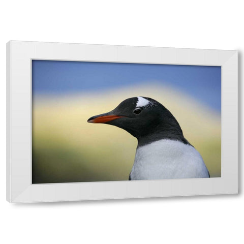 South Georgia Is, Stromess Bay Gentoo penguin White Modern Wood Framed Art Print by Morris, Arthur