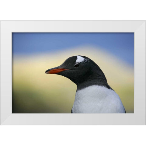South Georgia Is, Stromess Bay Gentoo penguin White Modern Wood Framed Art Print by Morris, Arthur