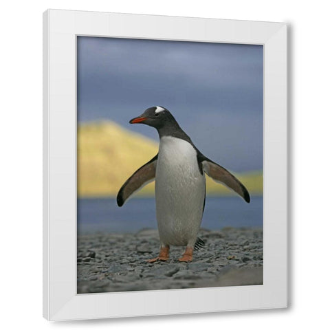 South Georgia Isl, Stromess Bay Gentoo penguin White Modern Wood Framed Art Print by Morris, Arthur