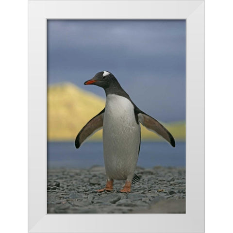 South Georgia Isl, Stromess Bay Gentoo penguin White Modern Wood Framed Art Print by Morris, Arthur