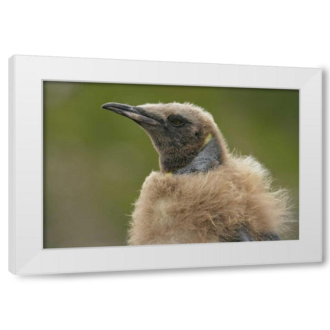 South Georgia Island Molting king penguin chick White Modern Wood Framed Art Print by Morris, Arthur
