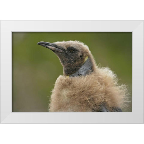 South Georgia Island Molting king penguin chick White Modern Wood Framed Art Print by Morris, Arthur