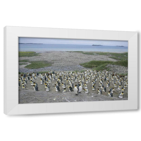 South Georgia Island King penguin colony White Modern Wood Framed Art Print by Morris, Arthur