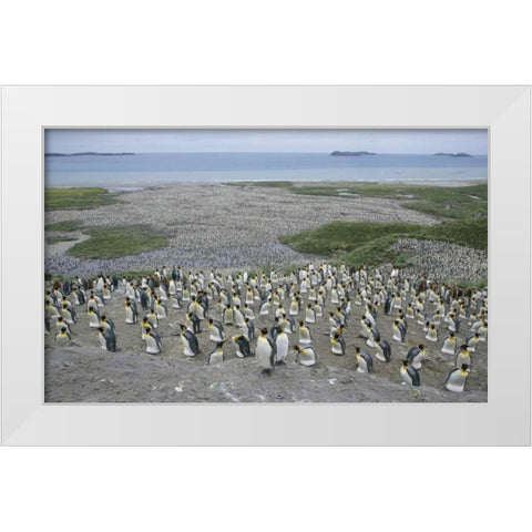 South Georgia Island King penguin colony White Modern Wood Framed Art Print by Morris, Arthur