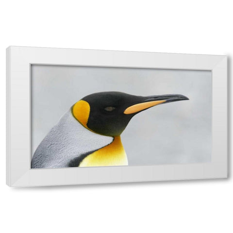 South Georgia Island King penguin head White Modern Wood Framed Art Print by Morris, Arthur