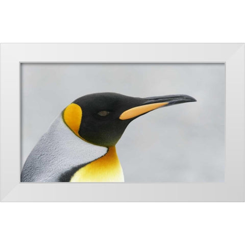 South Georgia Island King penguin head White Modern Wood Framed Art Print by Morris, Arthur