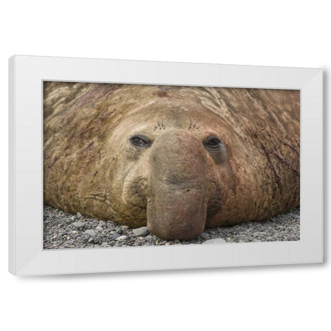 South Georgia Island Bull elephant seal White Modern Wood Framed Art Print by Paulson, Don