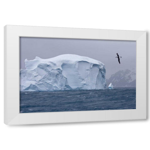 South Georgia Island Albatross by an iceberg White Modern Wood Framed Art Print by Paulson, Don