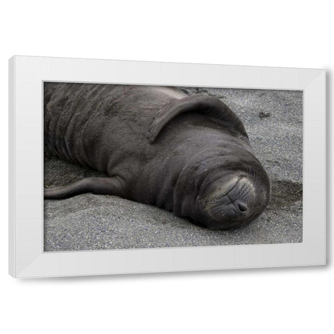 South Georgia Island Elephant seal pup sleeps White Modern Wood Framed Art Print by Paulson, Don