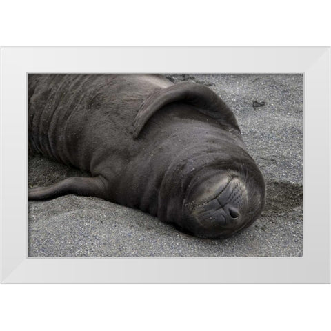 South Georgia Island Elephant seal pup sleeps White Modern Wood Framed Art Print by Paulson, Don
