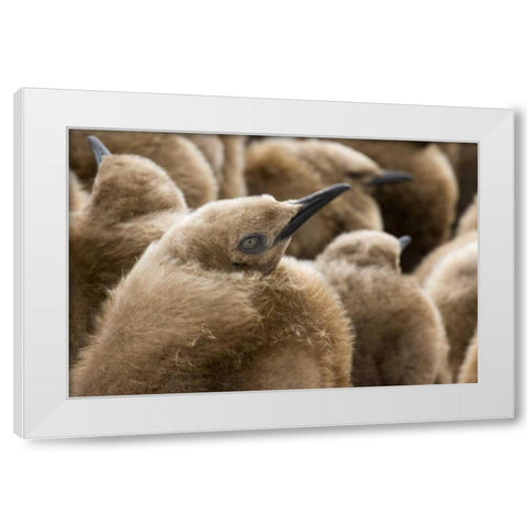 South Georgia Island Young king penguin chicks White Modern Wood Framed Art Print by Paulson, Don