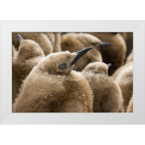 South Georgia Island Young king penguin chicks White Modern Wood Framed Art Print by Paulson, Don