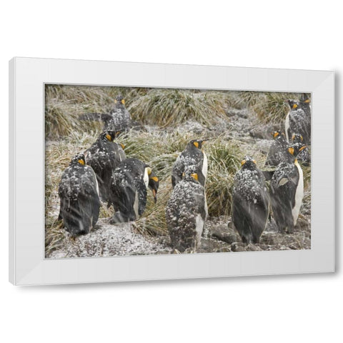 South Georgia Isl, King penguins in snowstorm White Modern Wood Framed Art Print by Paulson, Don