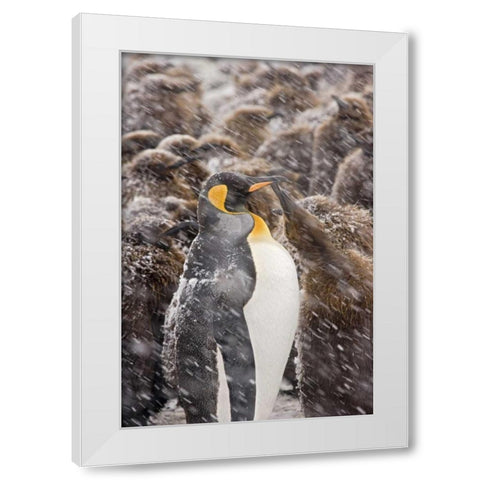 South Georgia Isl, King penguin begs for food White Modern Wood Framed Art Print by Paulson, Don