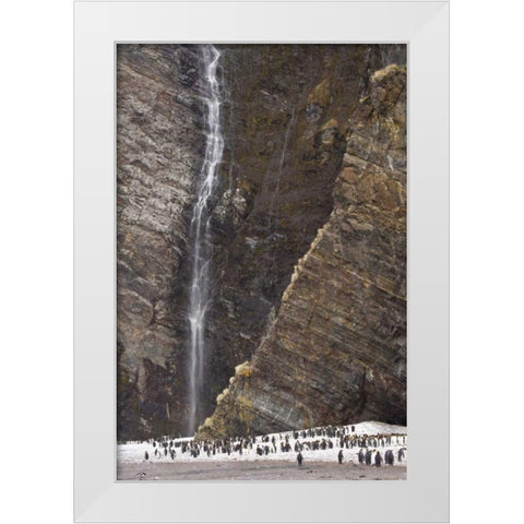 South Georgia Isl, Fortuna King penguin colony White Modern Wood Framed Art Print by Paulson, Don