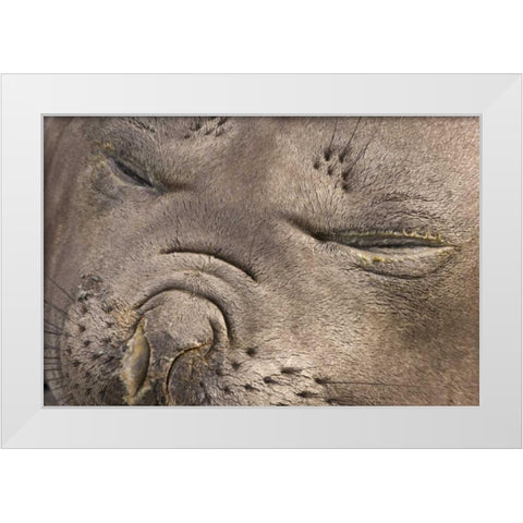UK Territory, South Georgia IslandElephant seal White Modern Wood Framed Art Print by Paulson, Don