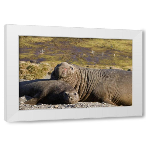 South Georgia Isl Bull elephant seal with harem White Modern Wood Framed Art Print by Paulson, Don