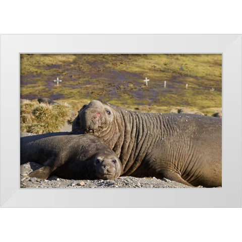 South Georgia Isl Bull elephant seal with harem White Modern Wood Framed Art Print by Paulson, Don